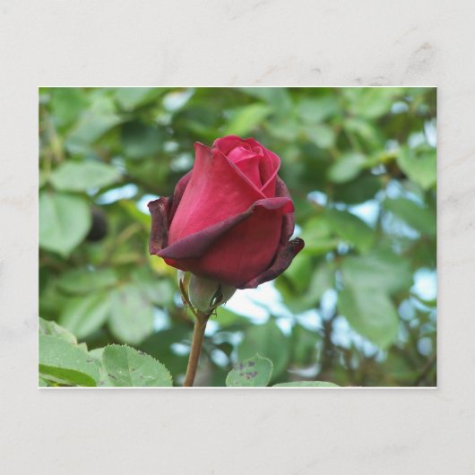 rote Rose Postkarte (Vorderseite)