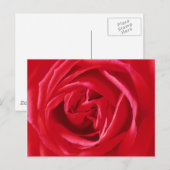 Rote Rose Postkarte (Vorne/Hinten)