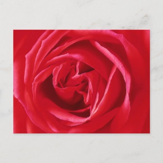 Rote Rose Postkarte (Vorderseite)
