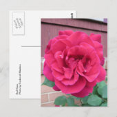 Rote Rose Postkarte (Vorne/Hinten)