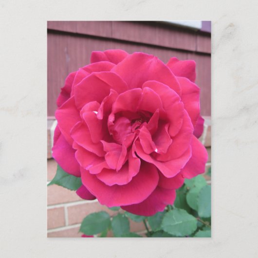 Rote Rose Postkarte (Vorderseite)