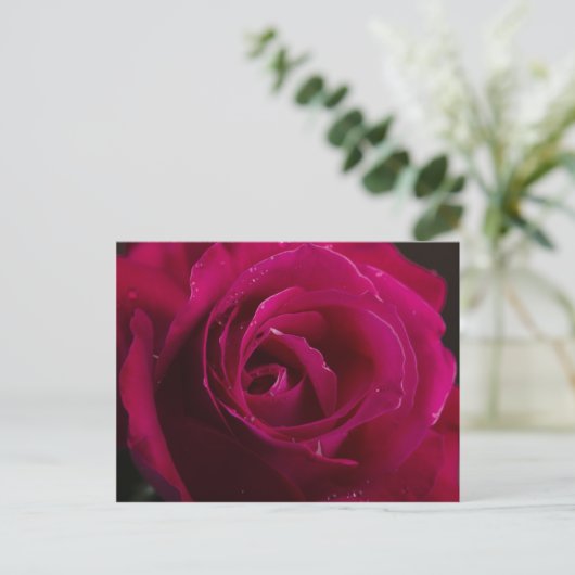 Rote Rose Postkarte (Stehend Vorderseite)
