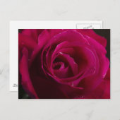 Rote Rose Postkarte (Vorne/Hinten)