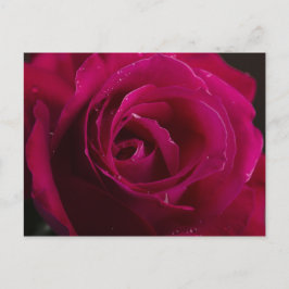 Rote Rose Postkarte