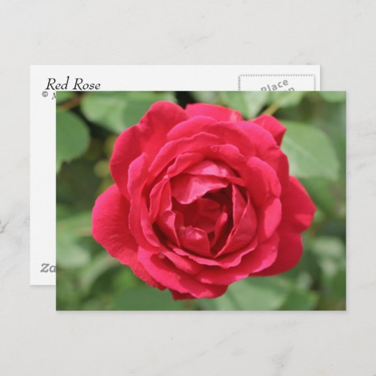 rote Rose Postkarte (Vorne/Hinten)