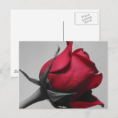 Rote Rose Postkarte (Vorne/Hinten)