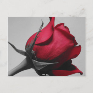 rote Rose Postkarte