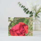 rote Rose Postkarte (Stehend Vorderseite)