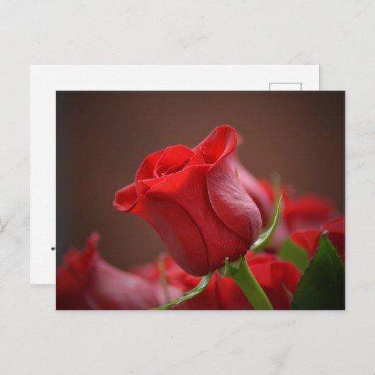 Rote Rose Postkarte (Vorne/Hinten)