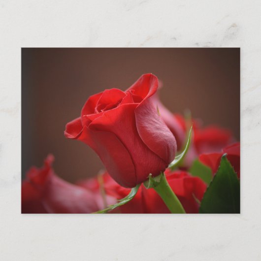 Rote Rose Postkarte (Vorderseite)
