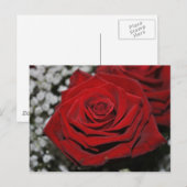 Rote Rose - Postkarte (Vorne/Hinten)