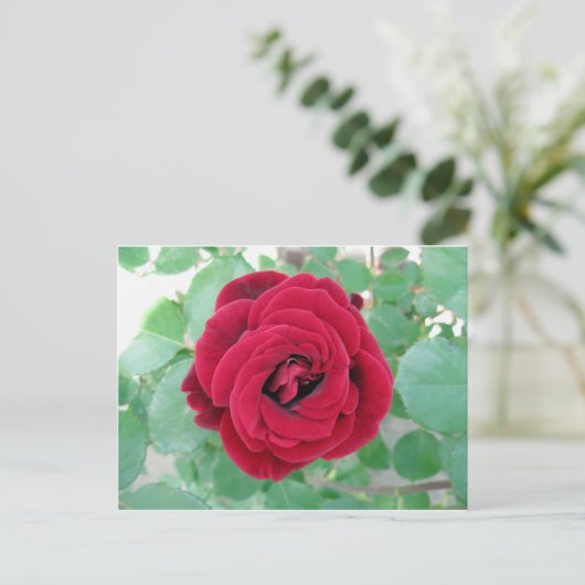 rote Rose Postkarte (Stehend Vorderseite)