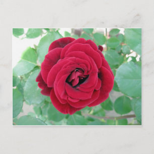 rote Rose Postkarte
