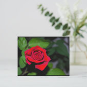 Rote Rose Postkarte (Stehend Vorderseite)