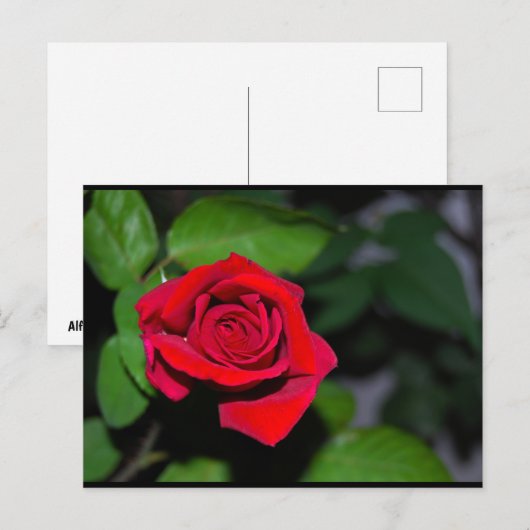 Rote Rose Postkarte (Vorne/Hinten)