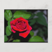 Rote Rose Postkarte (Vorderseite)