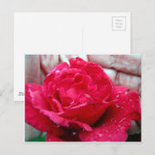 Rote Rose Postkarte (Vorne/Hinten)