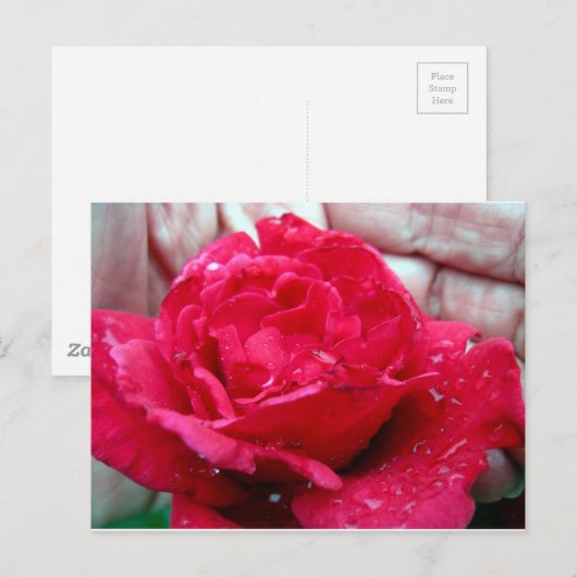 Rote Rose Postkarte (Vorne/Hinten)