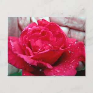 Rote Rose Postkarte