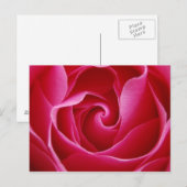 Rote Rose Postkarte (Vorne/Hinten)