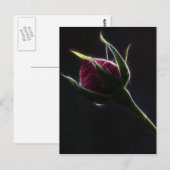 rote Rose Postkarte (Vorne/Hinten)
