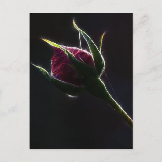 rote Rose Postkarte (Vorderseite)