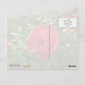 Rote Rose Postkarte (Rückseite)