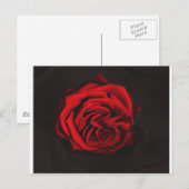 rote Rose Postkarte (Vorne/Hinten)