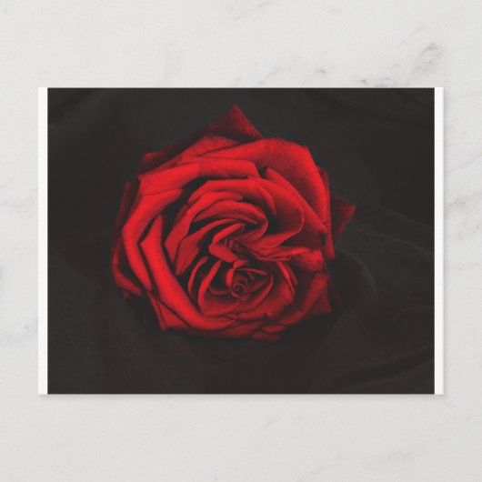 rote Rose Postkarte (Vorderseite)