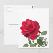 Rote Rose Postkarte (Vorne/Hinten)