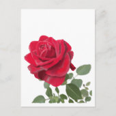 Rote Rose Postkarte (Vorderseite)