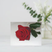 rote Rose Postkarte (Stehend Vorderseite)