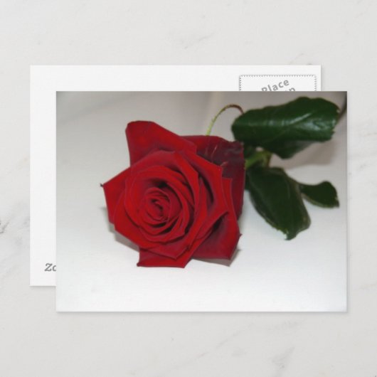 rote Rose Postkarte (Vorne/Hinten)