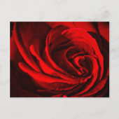 Rote Rose Postkarte (Vorderseite)