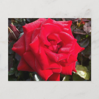 Rote Rose Postkarte