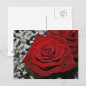 Rote Rose - Postkarte (Vorne/Hinten)