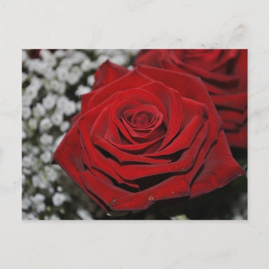 Rote Rose - Postkarte (Vorderseite)