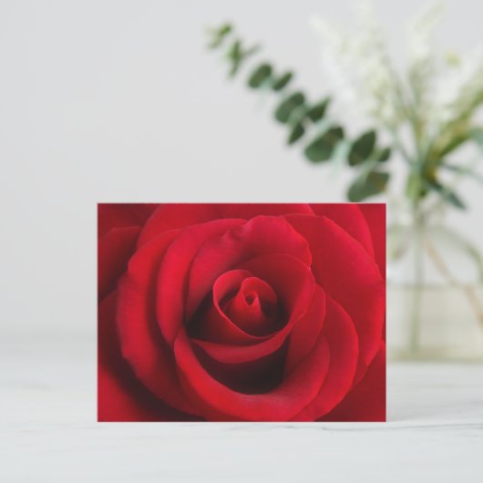 rote Rose Postkarte (Stehend Vorderseite)