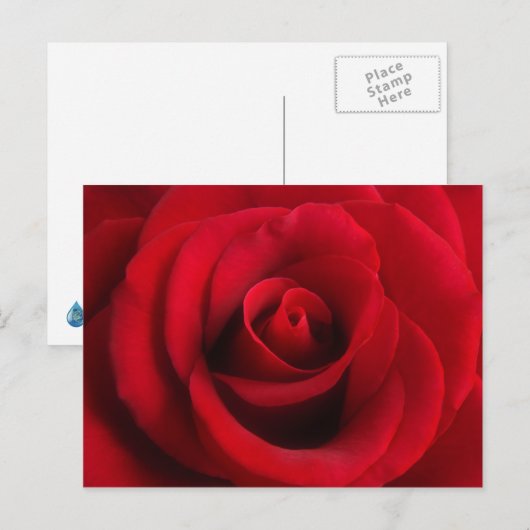 rote Rose Postkarte (Vorne/Hinten)