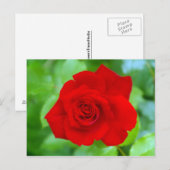 Rote Rose Postkarte (Vorne/Hinten)
