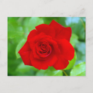 Rote Rose Postkarte