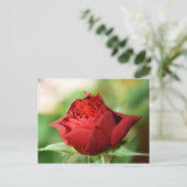 Rote Rose Postkarte (Stehend Vorderseite)