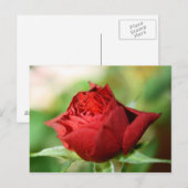 Rote Rose Postkarte (Vorne/Hinten)