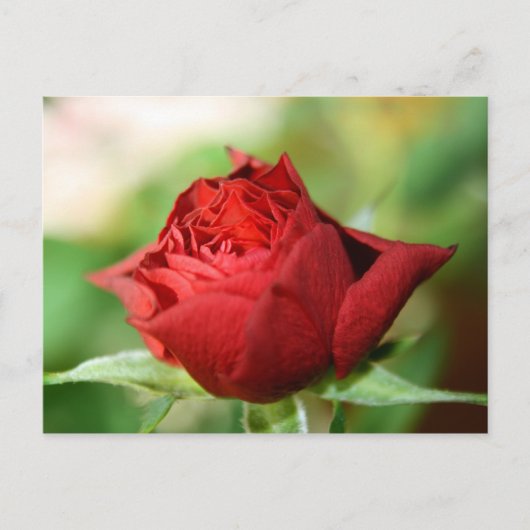 Rote Rose Postkarte (Vorderseite)