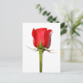 Rote Rose Postkarte (Stehend Vorderseite)