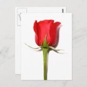 Rote Rose Postkarte (Vorne/Hinten)
