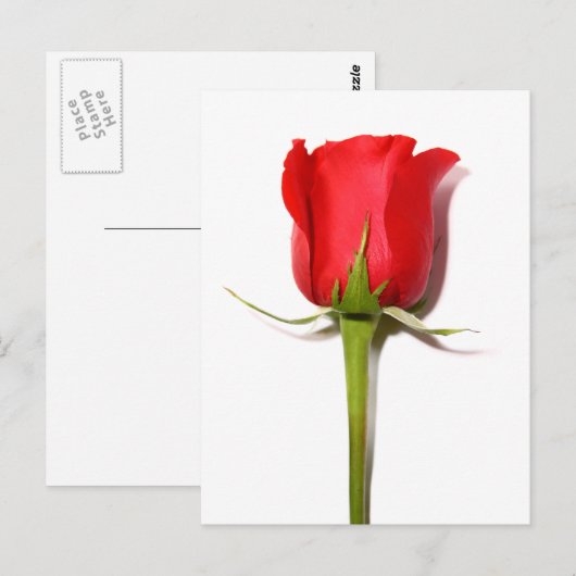 Rote Rose Postkarte (Vorne/Hinten)