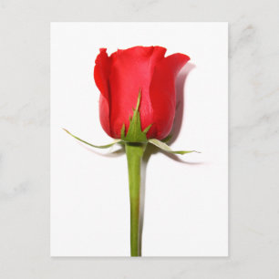 Rote Rose Postkarte