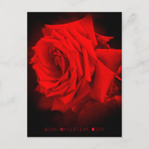 rote Rose: Postkarte