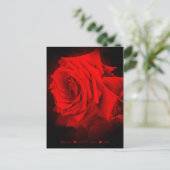 rote Rose: Postkarte (Stehend Vorderseite)